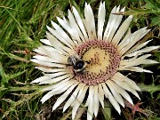 69 Carlina bianca (Carlina acaulis) con ospite